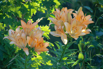 Lillies
