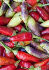 Multicolored hot chili peppers