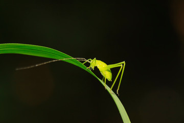 Phaneroptera sinensis on plant