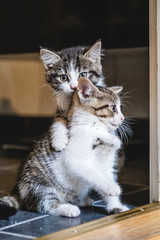 Kittens playing