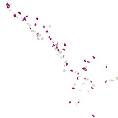 Purple and white rose petals fly in the air. Isolated white background