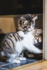 Kittens playing