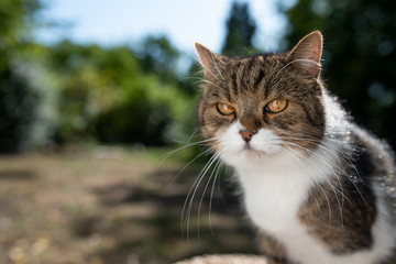 tabby white british shorthair portrait outdoors in nature on summer day in sunlight looking ahead
