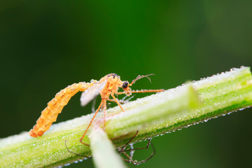 Nephrotoma appendiculata insects on green leaf