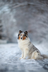 Sheltie in verschneiter Allee