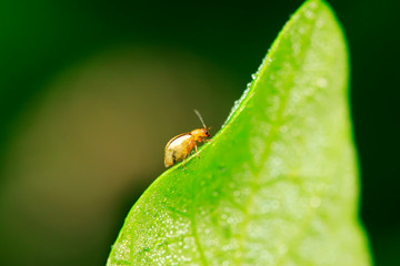 leaf beetle on plant