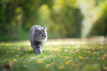 tabby maine coon cat on the prowl outdoors walking on grass with autumn leaves looking at camera