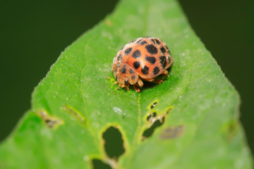 Epilachna vigintioctopunctata on plant
