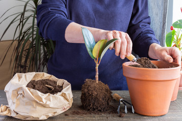 Woman replanting Ficus flower in a new brown clay pot, the houseplant transplant at home