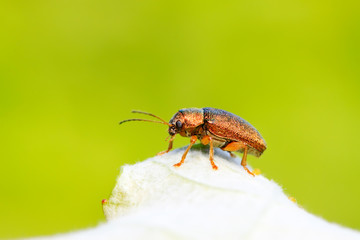 leaf beetle on plant