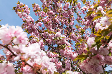 Japanische Kirschblüte in der Frühlingszeit
