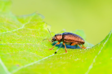 Naklejka premium leaf beetle on plant
