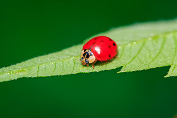 Harmonia axyridis on plant