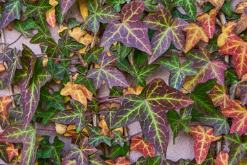 Floral background. Multicolored ivy curls along the rough wall.