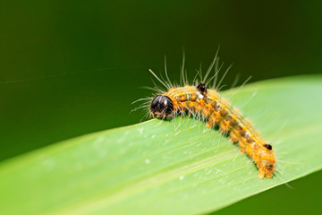caterpillar on green leaf