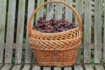 full basket of fresh grape in the garden