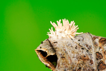 Cordyceps militaris on plant