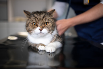 scared tabby white british shorthair cat stethoscope examination at the veterinarian looking at...