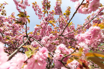 Japanische Kirschblüte in der Frühlingszeit