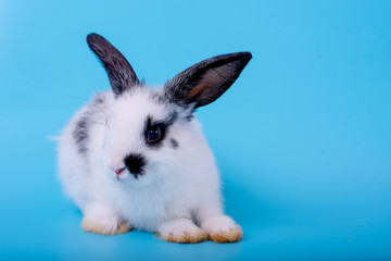 Little adorable black and white bunny rabbit with different action on blue background.