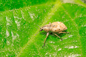 snout beetle on plant