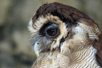 tête d'une Chouette Leptogramme