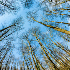 Spring tree crowns on deep blue sky