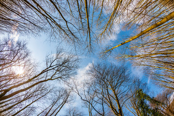 Spring tree crowns on deep blue sky