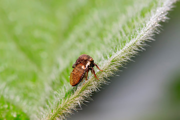Membracidae insects