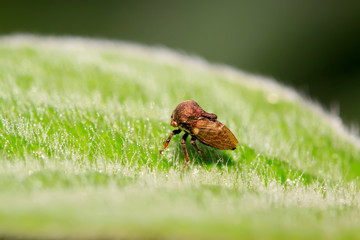 Obraz premium Membracidae insects