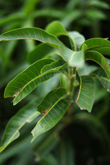 Dried mango leaves still from tree. mango tree leaves