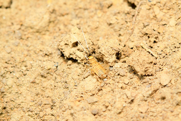 Gryllus larvae on plant