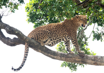 leopard on a tree