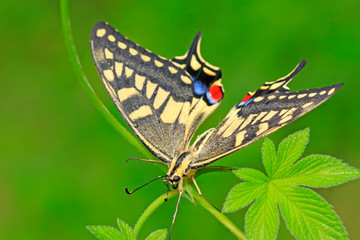 Papilio machaon on green plant