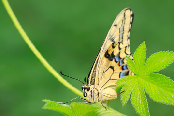 Papilio machaon on green plant