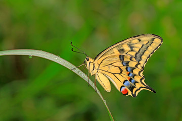 Papilio machaon on green plant