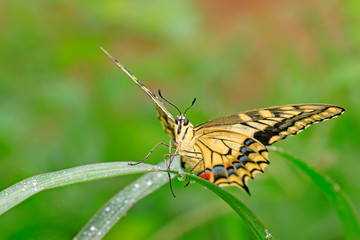 Papilio machaon on green plant