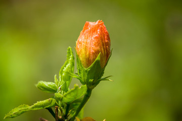 Yellow China Rose Flower Bud