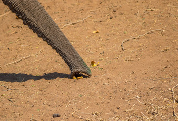 The trunk of an African elephant isolated picking up seed pods from dry ground image in horizontal format with copy space