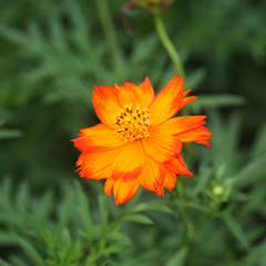 Garden Cosmos Flower blooming in the garden