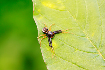 jumping spider on plant