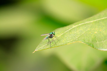 Naklejka premium Dolichopodidae insect on plant