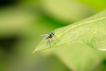 Dolichopodidae insect on plant
