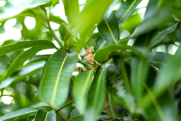 Mango tree flowers, heavily laden with flowers mango tree