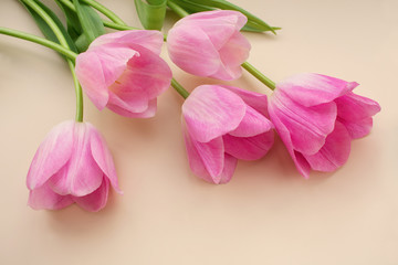 The tulips with beautiful buds of pink color lie on a beige background