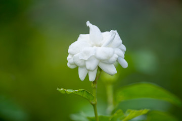 Jasmine flower 