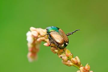 popillia insects