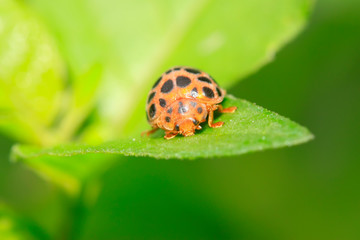 Epilachna vigintioctopunctata on plant