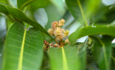 Mango tree flowers, heavily laden with flowers mango tree