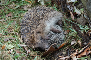 Hérisson